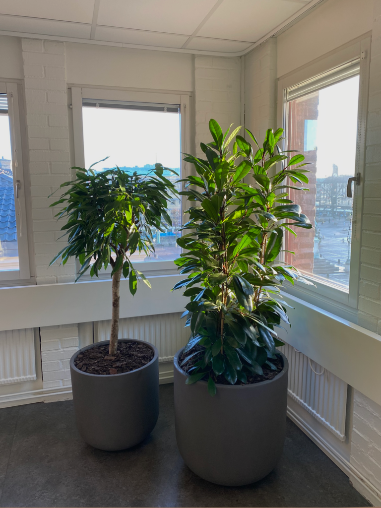 två stora växter vid ett fönster